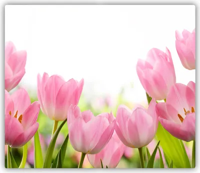 Produktbild von Tulup Glas Herdabdeckplatte Glaskeramikkochfeld-Abdeckung Spritzschutz Glasabdeckplatte Kochplattenabdeckung und Schneidebrett - Einteilig - 60x52 cm Rosa Tulpen
