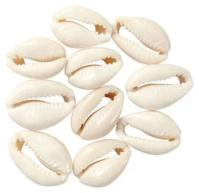 Immagine prodotto di Creativ Company Conchiglie bianche, 12 pz.