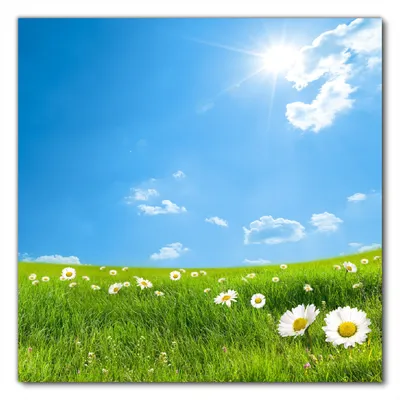 Produktbild von Wallario selbstklebende Möbelfolie/ Tischdecke für Innen und Außen, Größe: 50 x 50 cm - Sommerwiese - Weiße Gänseblümchen vor blauem Himmel