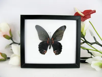 Image de Papillon en relief en 3D, idéal pour la décoration murale