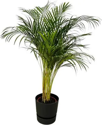 Image de Palmier Areca – Palmier à bétel – Plante d'intérieur d'environ 130 cm – Ø 24 cm – avec pot Greenville noir D30xH28