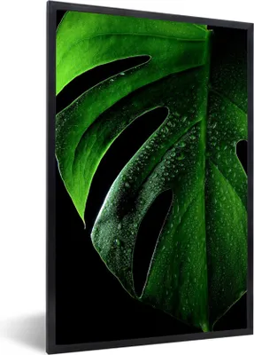 Produktbild von MuchoWow® Gerahmtes Poster Nahaufnahme einer Monstera 60x80 cm - Poster mit Schwarzem Bilderrahmen Wandposter Rahmen Foto Bilder - Premium - Wanddeko Wohnzimmer