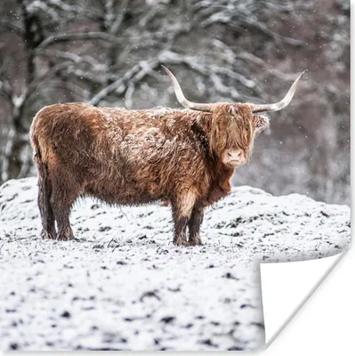Produktbild von MuchoWow® Poster Schottischer Highlander - Baum - Schnee 50x50 cm - Wohnzimmerdekoration