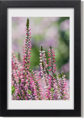 Produktbild von Bild 20x30 MDF-Rahmen, Wandkunst Heide