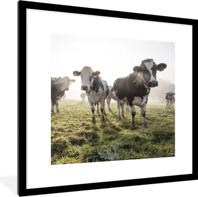 Produktbild von MuchoWow® Gerahmtes Poster Kühe - Licht - Gras - Tiere 40x40 cm - Poster mit Schwarzem Bilderrahmen Wandposter Rahmen Foto Bilder - Poster - Plakat im Rahmen
