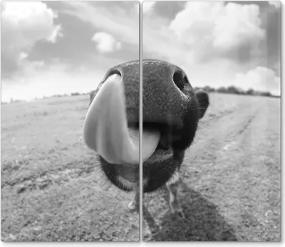 Produktbild von DEQORI Herdabdeckplatte Glas 2-tlg 'Kuriose Kuh' Abdeckplatte Küche Glaskeramikkochfeld Herd