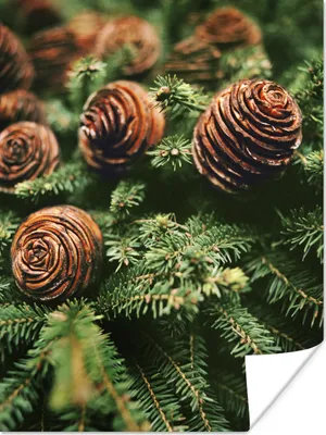 Produktbild von MuchoWow® Poster Eine Nahaufnahme von Tannenzapfen am Weihnachtsbaum 90x120 cm - Wohnzimmer