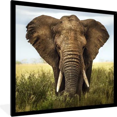 Produktbild von MuchoWow® Gerahmtes Poster Bedrohung für den Elefanten 40x40 cm - Poster mit Schwarzem Bilderrahmen Wandposter Rahmen Foto Bilder - Mit Rahmen - Wanddekoration Schlafzimmer