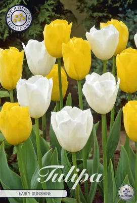 Artikelbild 2 von 'Tulpe Early Sunshine (10 Stück)' aus der Kategorie Tulpenzwiebeln