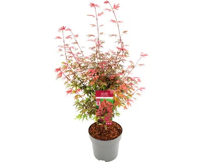 Obrázek produktu pro Javor dlanitolistý Acer palmatum 'Shaina' výška 80-100 cm květináč 10 l