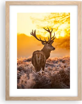 Produktbild von Gerahmtes Poster - Rahmen in heller Eiche - Herbst landschaft natur blatt - 30x40 cm - Wand Bild - Wanddeko - Wandbilder - Wandposter - Bilderrahmen - Bilder - Kunstdruck - Wandbild - P2NPA30x40-2552