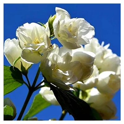 Produktbild von Duftender Gartenjasmin Schneesturm gefüllte Blüte ca. 60-100 cm 3 L Topf