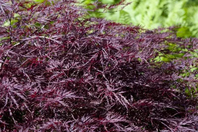 Produktbild von Acer palmatum 'Firecracker', Japanischer Ahorn, leuchtend rot, 60–80 cm