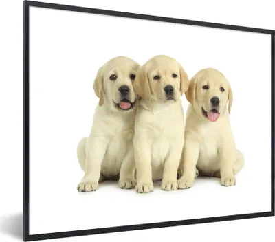 Produktbild von MuchoWow® Gerahmtes Poster Bezaubernde Labrador Retriever Welpen 80x60 cm - Poster mit Schwarzem Bilderrahmen Wandposter Rahmen Foto Bilder - Schwarzem - Mit Gestell