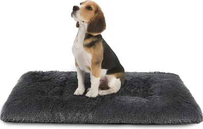 A beagle dog sits on a dark gray plush dog bed against a white background.