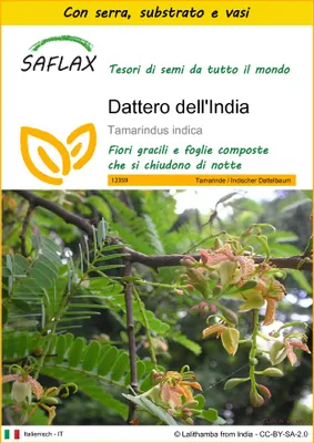 Immagine prodotto di SAFLAX Insieme di coltivazione - Dattero dell'India - 4 semi - Tamarindus