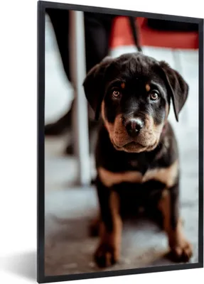 Produktbild von MuchoWow® MuchoWow® Gerahmtes Poster Jung - Hund - Kamera 20x30 cm - Poster mit zchwarzem Bilderrahmen - Drucken - Bilder Poster im Rahmen