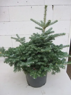 Produktbild von Abies koreacarpa Diskus - Koreatanne 30-40