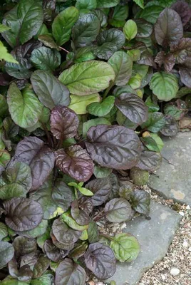 Produktbild von Ajuga reptans ‘Catlin’s Giant’ 24 Pflanzen 10-25cm Ø9cm Bodendecker Blaue Blüten