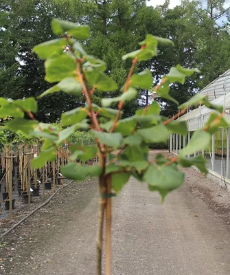 A young tree with green leaves is shown in a nursery setting, with rows of potted plants and a greenhouse in the background.