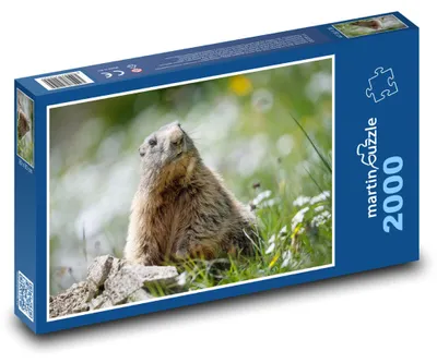 Obrázok produktu pre martinpuzzle - Puzzle 2000 - Svišt