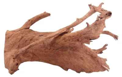 Produktbild von L Mangrovenwurzel Nr.5303 Holz Deko Aquascaping