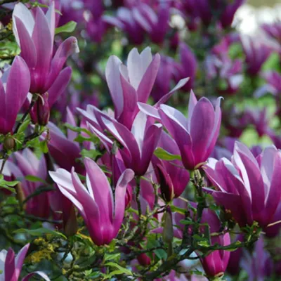 Obrázok produktu pre Magnólia  - Magnolia liliiflora 'Nigra'  | 50-60 cm v kontajneri