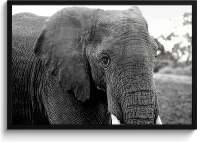 Produktbild von MuchoWow® MuchoWow® Gerahmtes Poster Elefant - Tiere - Schwarz - Weiß - Natur 90x60 cm - Poster mit zchwarzem Bilderrahmen - Fotorahmen - Foto-Plakat