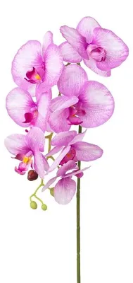 Produktbild von künstliche Phalaenopsis Orchidee REAL TOUCH pink lila H. 75cm GASPER Kunstblume