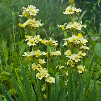 Obrázek produktu pro 6 kusů argentinských trávových květin – Sisyrinchium striatum | květináč 9x9 cm