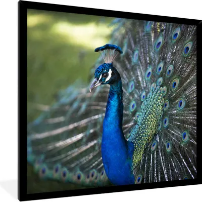 Produktbild von MuchoWow® Gerahmtes Poster Pfau - Vögel - Blau 40x40 cm - Poster mit Schwarzem Bilderrahmen Wandposter Rahmen Foto Bilder - Mit Rahmen - Wanddekoration Schlafzimmer