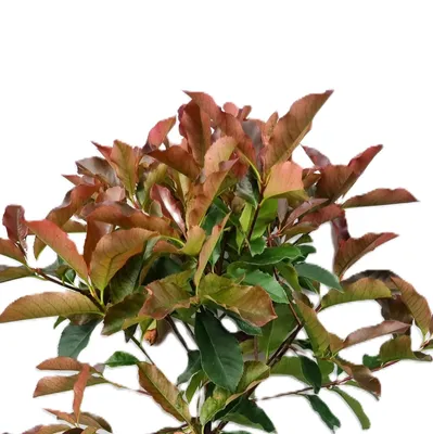 Immagine prodotto di Photinia fraseri - red Select - Glanzmispel 30 - 40 cm