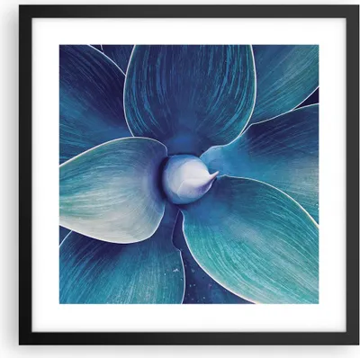 Produktbild von Gerahmtes Poster - Schwarzer Rahmen - Agave Blau Blume - 40x40 cm - Wand Bild - Wanddeko - Wandbilder - Kunstposter - Wandposter - Bilderrahmen - Bilder - Kunstdruck - Wanddekoration - P2BAC40x40-4972