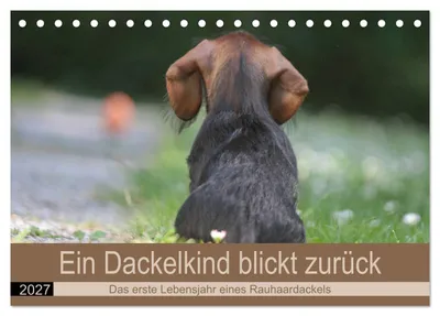 Produktbild von Ein Dackelkind blickt zurück (Tischkalender 2027 DIN A5 quer), CALVENDO Monatskalender