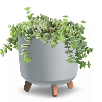 Obrázek produktu pro Květináč s nožičkami Bílý matný květináč D 30 cm Plastové květináče Hoh Cachepots Money Tree Kaktusy Gumovník Lucky Feather