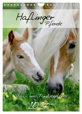 Produktbild von Haflinger Pferde - Stall- und Familienplaner 2027 (Wandkalender 2027 DIN A4 hoch), CALVENDO Monatskalender