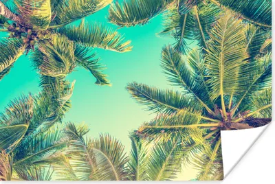 Produktbild von MuchoWow® Poster Palmen - Himmel - Sommer 30x20 cm - Plakate - Print