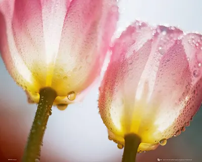 Produktbild von Tulpen mit Tau Poster 50 x 40 cm