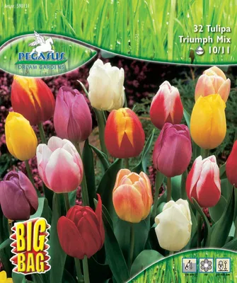 Produktbild von Pegasus Herbstblumenzwiebel Big Bag Triumph Tulpe Mischung 32 Stück