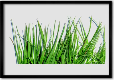 Produktbild von Bild 100x70 MDF-Rahmen Wandkunst Grass On Wall