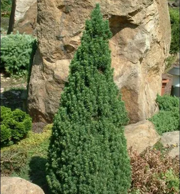 Produktbild von Weiß-Fichte ´CONICA´ 20-30 cm, Cont. 2 l