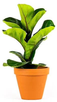 Obrázok produktu pre Gardners Ficus lyrata, priemer 12 cm
