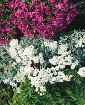 Produktbild von Achillea x kellereri, Silber-Garbe, silbrig, ca. 9x9 cm Topf