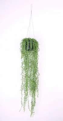 Produktbild von artplants.de Künstliche Blumenampel Cosima, Senecio, im Topf, grün, 70cm - Deko Hängepflanze - Kunst Pflanze