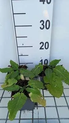 Obrázek produktu pro 6 x Salvia hybr. 'e'® - Hvězdicový mech - květináč 9 x 9 cm