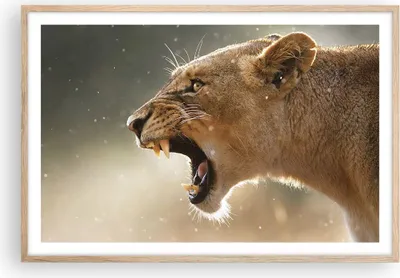 Produktbild von Gerahmtes Poster - Rahmen in heller Eiche - Löwe Löwin Reißzähne - 91,5x61 cm - Wand Bild - Wanddeko - Wandbilder - Wandposter - Bilderrahmen - Bilder - Kunstdruck - Wandbild - P2NAA91x61-4137