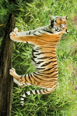 Produktbild von Raubkatzen Kunstdruck Bild - Wilder Sibirischer Tiger (120 x 180 cm)