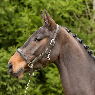 Produktbild von Kieffer Leder-Stallhalfter Ultrasoft®, Farbe:schwarz / schwarz unterlegt, Größe:Warmblut extra