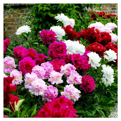 Produktbild von Winterharte Pfingstrosen Pflanzen Passion Kollektion - 3 Wurzeln - große Päonien Hybride Mix - mehrjährige Stauden - Pflanzen aus Holland für Garten und Topf