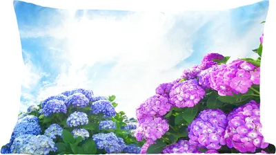 Produktbild von MuchoWow® Zierkissen Sofakissen Wohnzimmer Dekokissen 50x30 cm Hortensie für blauen Himmel - Wohnzimmerdekoration - Polster mit Photo